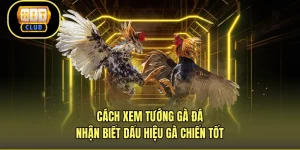 Cách Xem Tướng Gà Đá - Nhận Biết Dấu Hiệu Gà Chiến Tốt