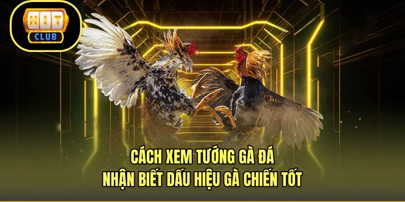 Cách Xem Tướng Gà Đá - Nhận Biết Dấu Hiệu Gà Chiến Tốt