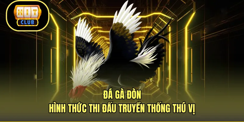 Đá Gà Đòn - Hình Thức Thi Đấu Truyền Thống Thú Vị