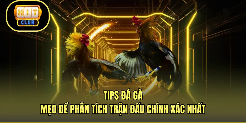 Tips Đá Gà - Mẹo Để Phân Tích Trận Đấu Chính Xác Nhất